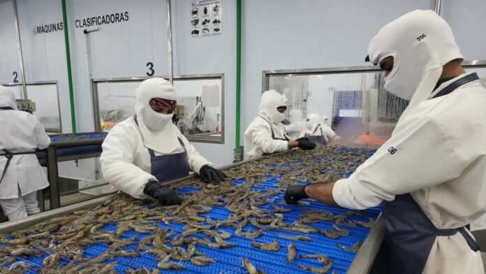 Sector acuícola apuesta a producir 600 mil toneladas de camarón en el país