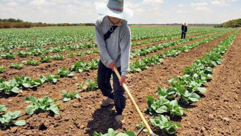 Importación de alimentos genera pérdida de 800 mil puestos de trabajo