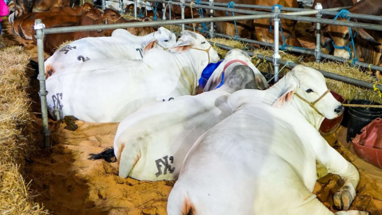 Más de 50 expositores impulsan economía de Anzoátegui con la Feria Agroturística