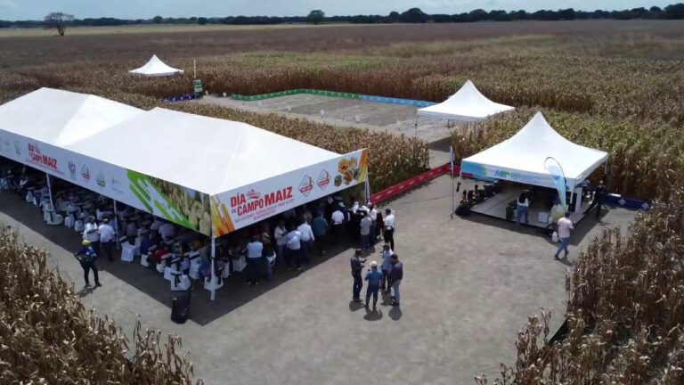 Sector agrícola de Portuguesa espera cumplir y satisfacer la demanda de maíz