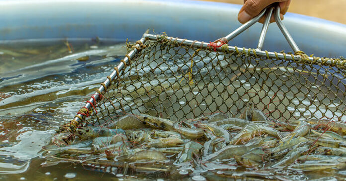 control-patogenos-camarones-03