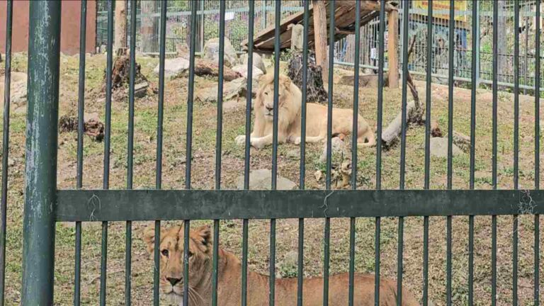 Falleció hombre atacado por leones del parque zoológico Chorros de Milla de Mérida
