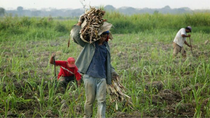Fedeagro advierte que sector agrícola necesita insumos y se ve afectado por la brecha cambiaria