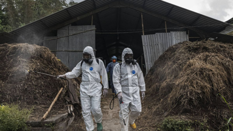 FAO advierte que Europa se enfrenta al peor brote de fiebre aftosa desde inicio de siglo