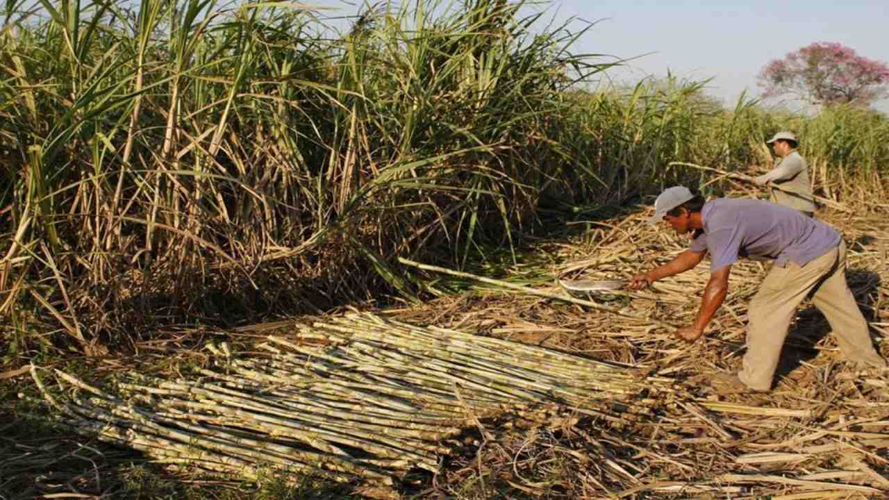 FESOCA: Molienda de caña de azúcar llegó a los 4.3 millones de toneladas durante el año