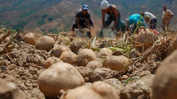 cultivo-de-papa-en-venezuela-809