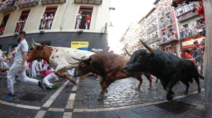 Los toros de La Palmosilla protagonizan este domingo el séptimo encierro de San Fermín