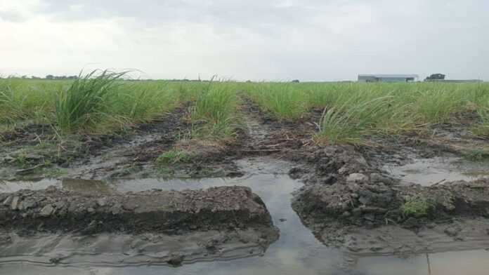 Lluvias ocasionaron pérdida de unas 5 mil hectáreas de caña de azúcar en Portuguesa
