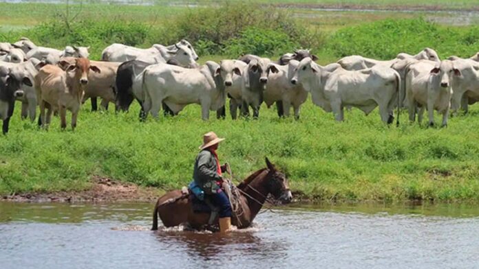 Ganaderos