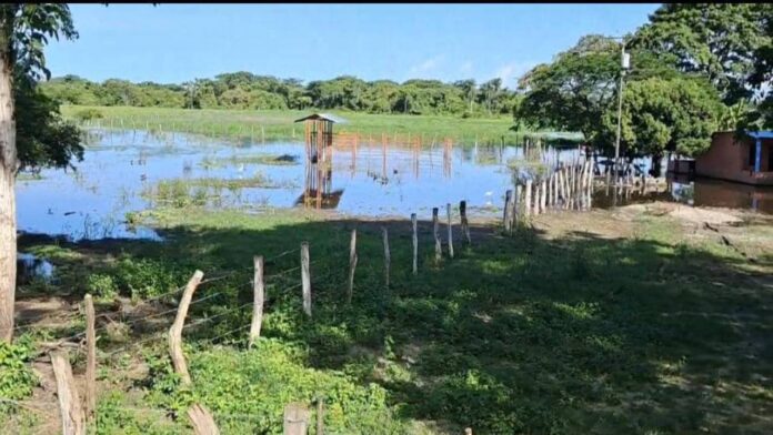 50 mil hectáreas permanecen inundadas en Cojedes