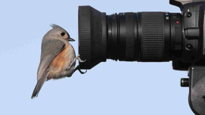 Tufted Titmouse (baeolophus bicolor) on a camera lens