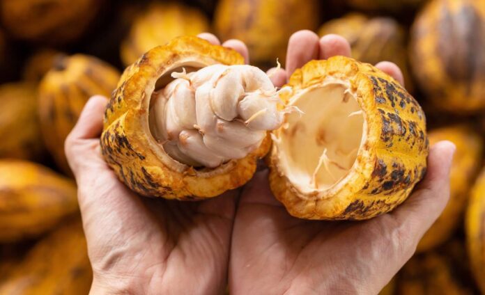 cacao4-scaled-1-e1738250445201