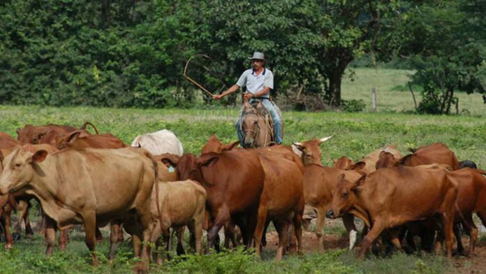 HATO PIÑERO PIÑERO CATTLE RANCH