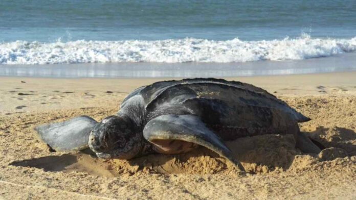 Tortuga-laud-1068x600