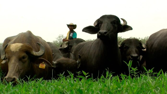 BÚFALA