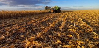 Producción nacional de maíz solo abarca el 50% de la demanda actual
