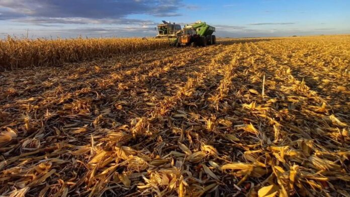 Producción nacional de maíz solo abarca el 50% de la demanda actual