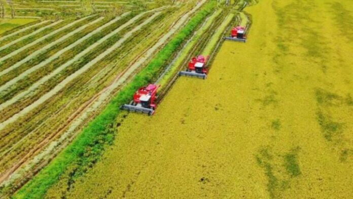Arroz-2-696x450 (1)
