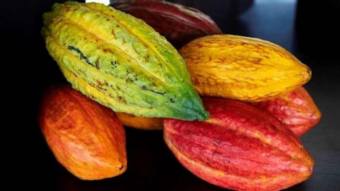 CACAO-VENEZUELA-2