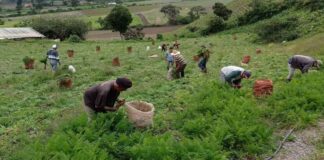 Agricultores de los Andes advierten sobre daños en sus cosechas por efectos del "Super Niño"