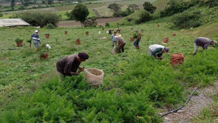 Agricultores de los Andes advierten sobre daños en sus cosechas por efectos del "Super Niño"